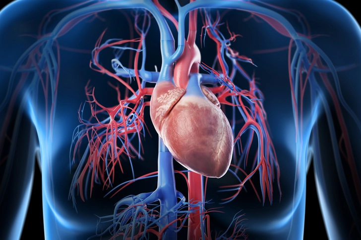 Smaller Hearts and Blood Vessels