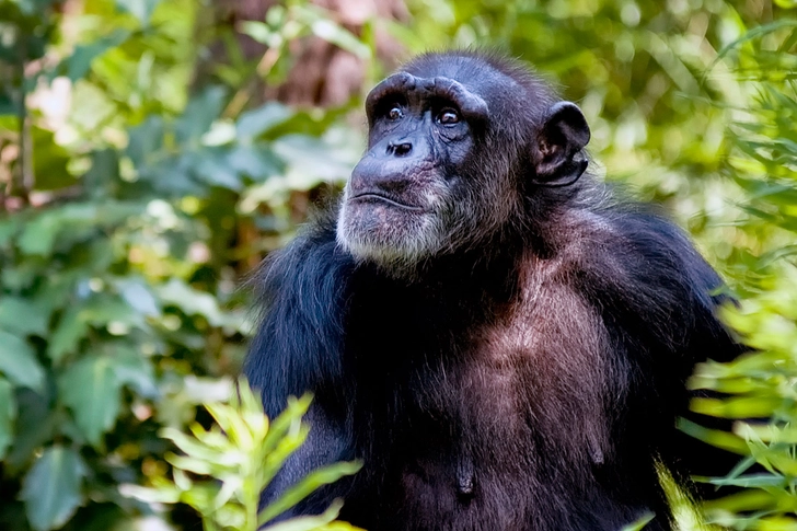 Circa 1900: From Monkeys to Humans