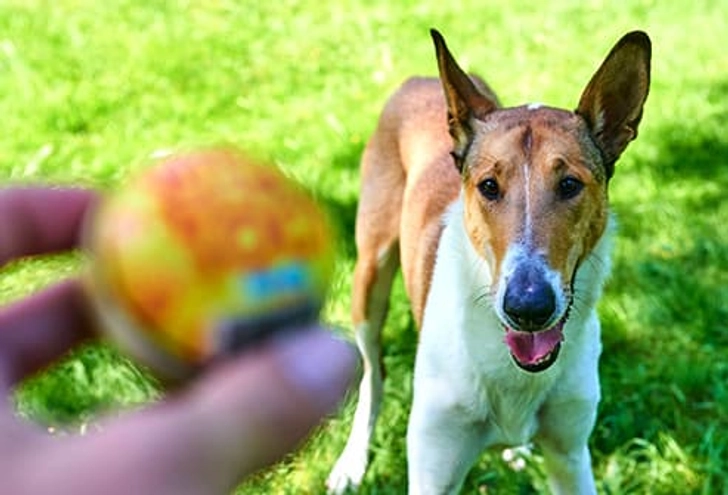 Dog Toys
