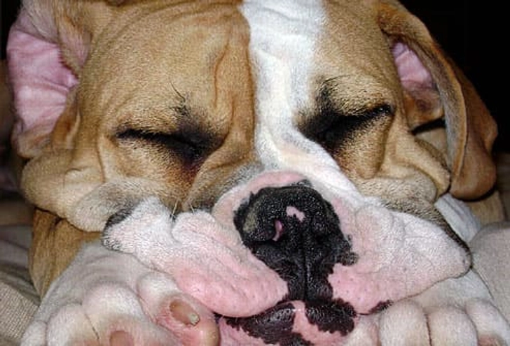 Bowser