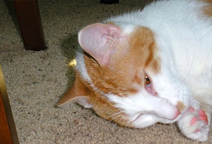 Dewey Dewey