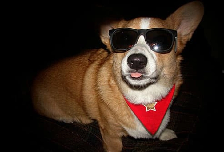 Fanci Roo Fanci Roo