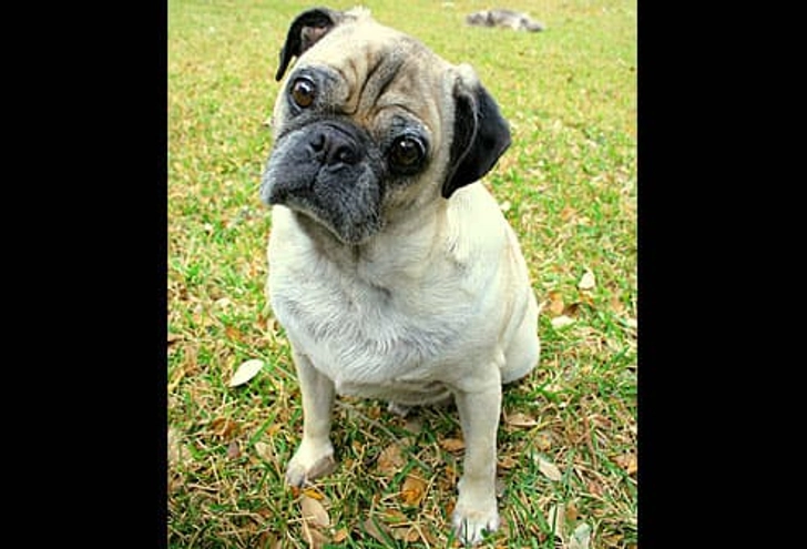 Franklin