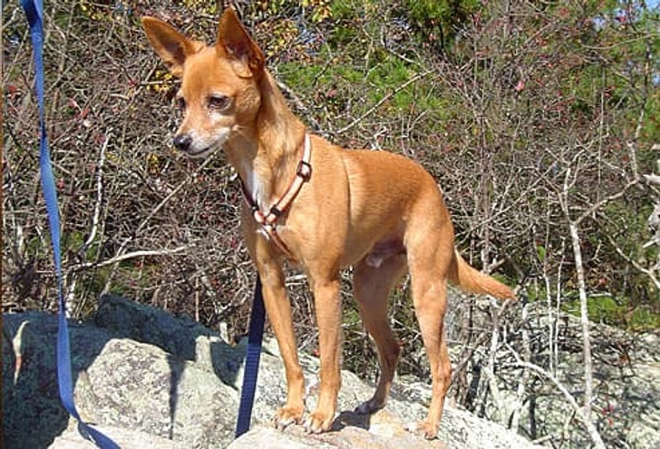 Taz Taz