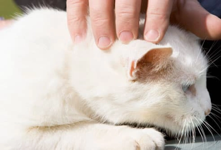 MRSA in Dogs and Cats