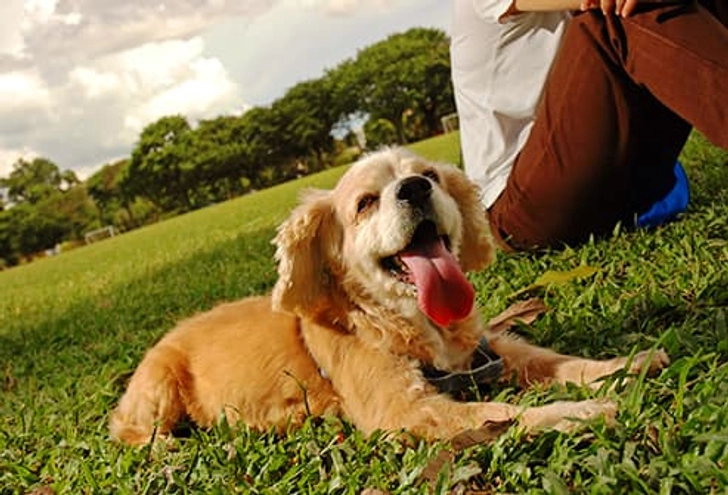 Treats for Dog-Day Afternoons Treats for Dog-Day Afternoons