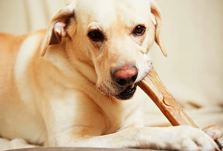 Give a Dog a Bone?