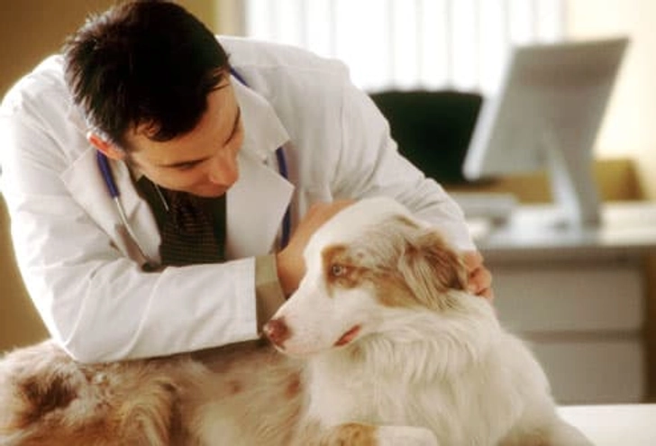 When to See the Vet When to See the Vet