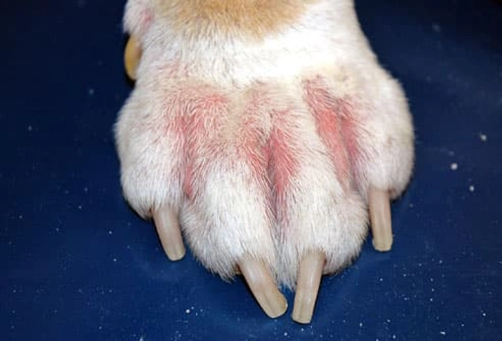 Allergic Dermatitis Allergic Dermatitis