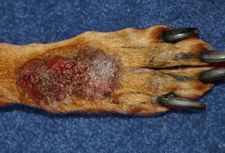 Acral Lick Granuloma Acral Lick Granuloma