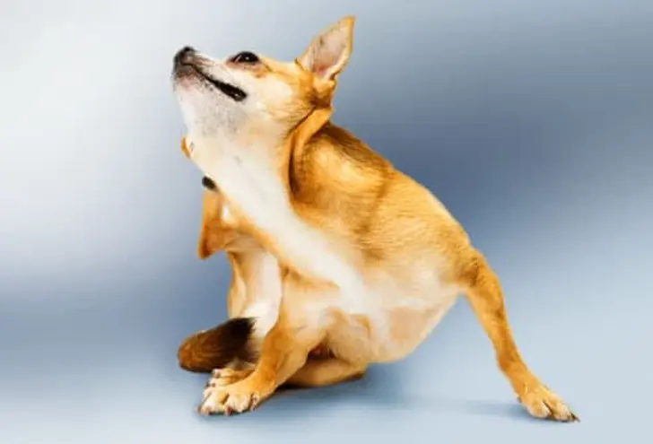 Dog Skin Problems Dog Skin Problems