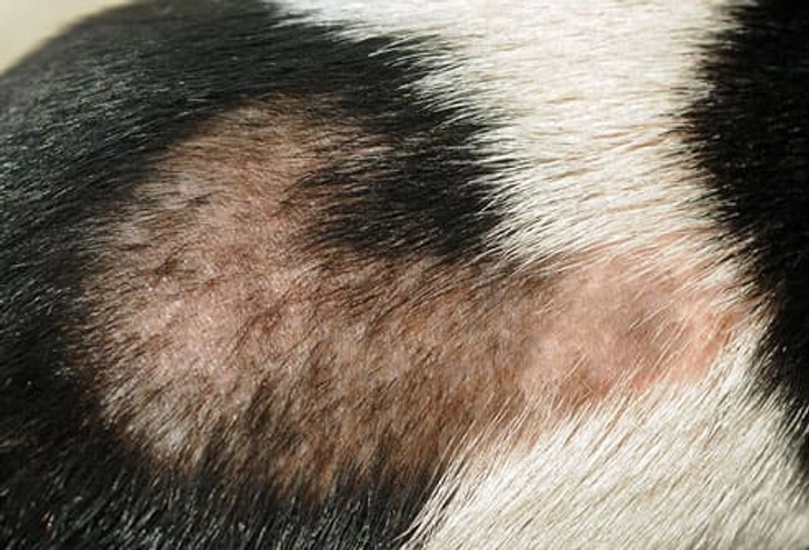 Shedding and Hair Loss (Alopecia) Shedding and Hair Loss (Alopecia)