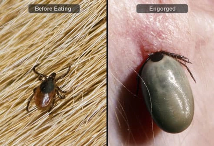 Ticks Ticks