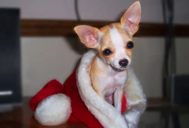 Minnie Minnie