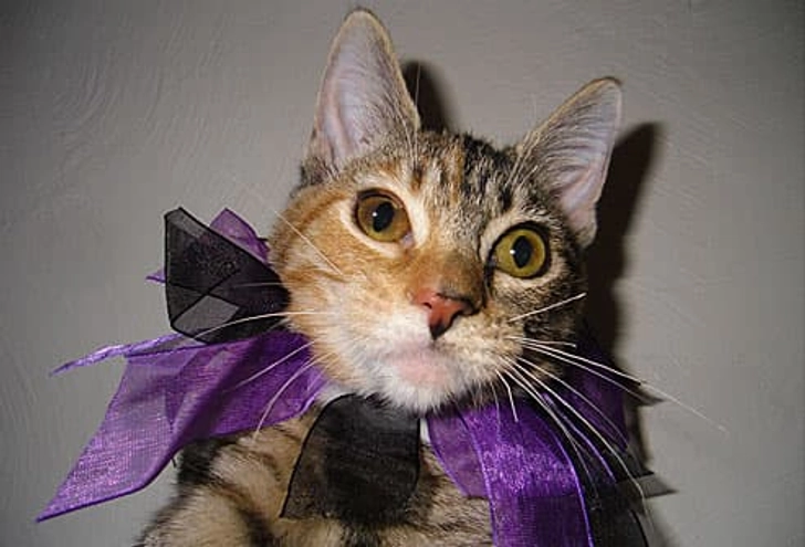 Tabitha