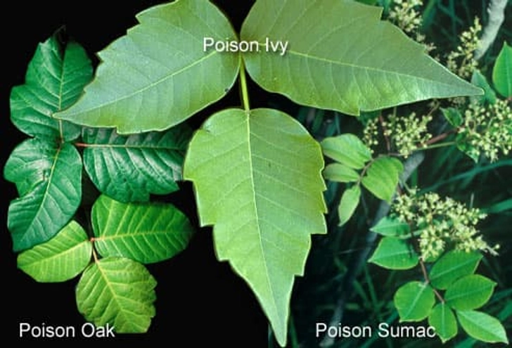 Soothe Itchy Plant Rashes Soothe Itchy Plant Rashes