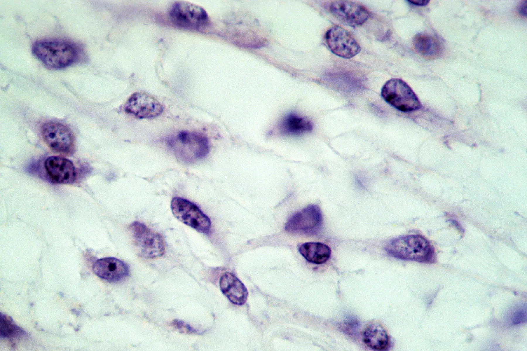 photo of stem cells