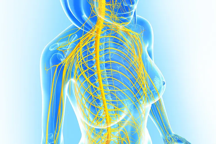 photo of female nervous system artwork