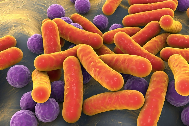 Bacteria Therapy Bacteria Therapy