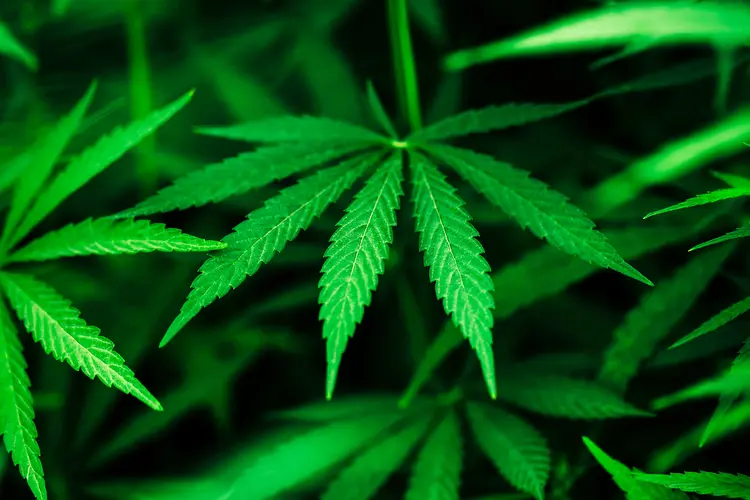 photo of marijuana plant