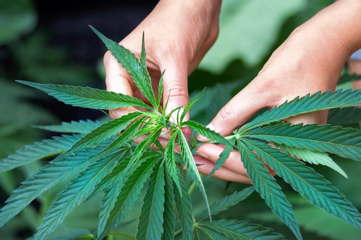No Marijuana
