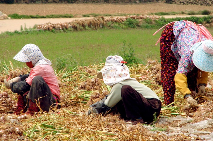 Where Did Garlic Get Its Start?