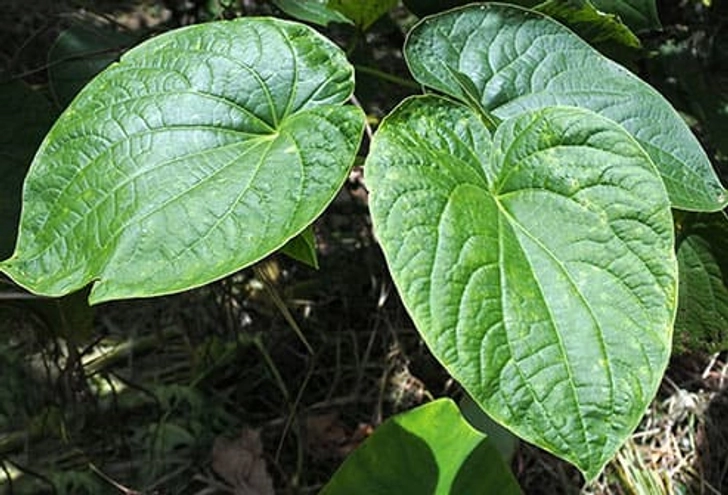 Kava