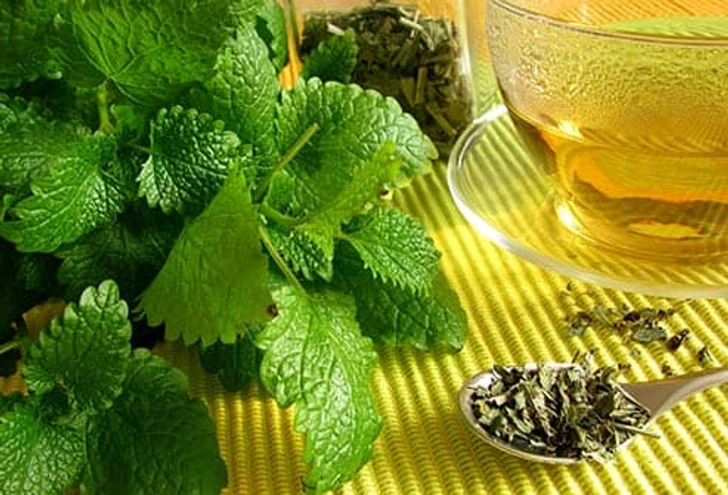 Lemon Balm