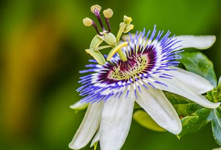 Passionflower