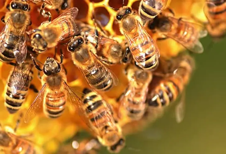 How Do Bees Make Honey?