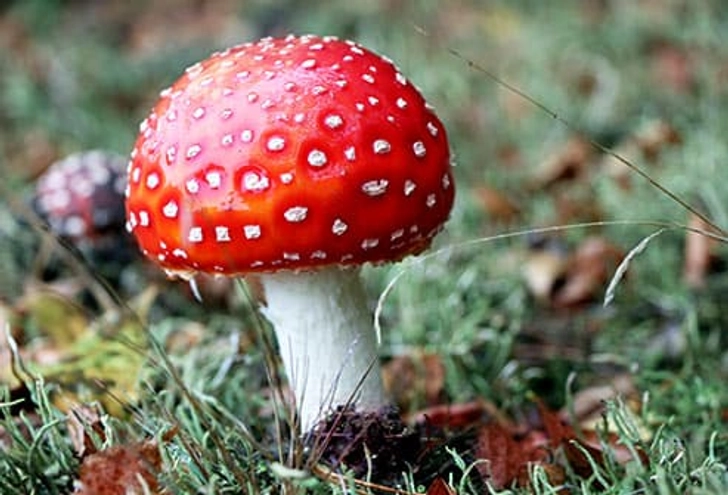 Watch Out for Deadly Fungi