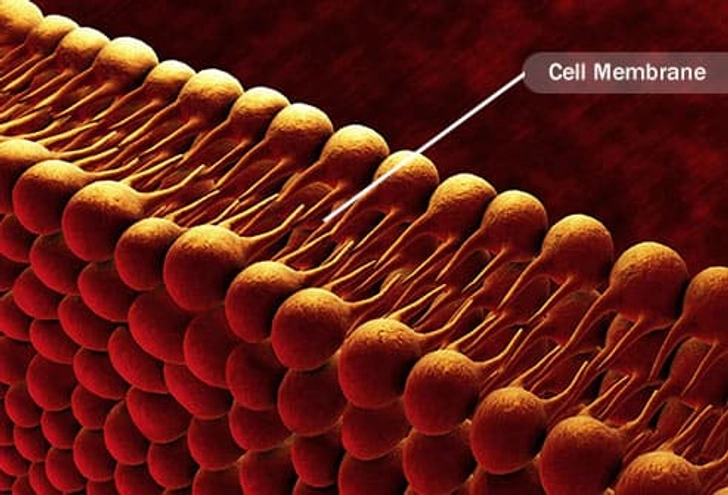 Are Triglycerides Cholesterol? Are Triglycerides Cholesterol?