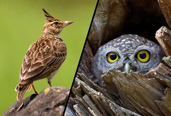 Larks and Owls