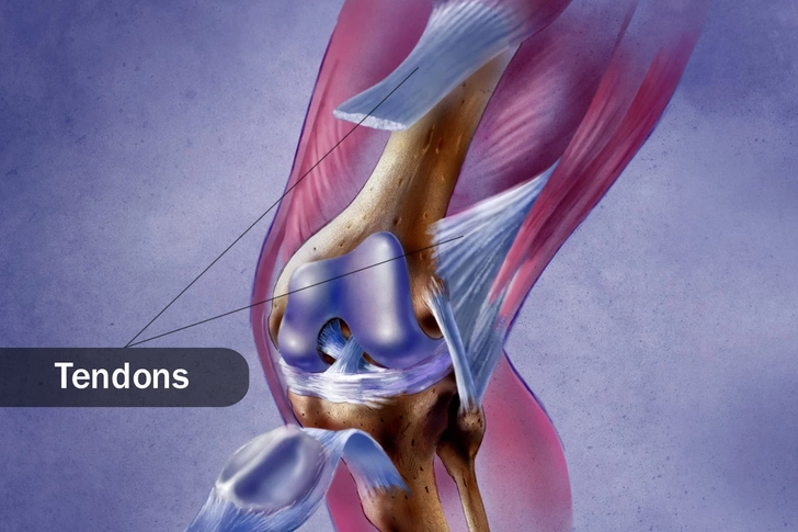 Tendons Tendons