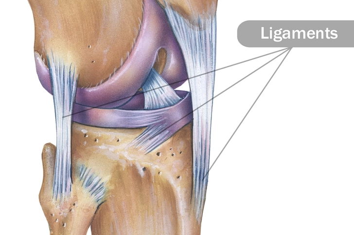 Ligaments Ligaments
