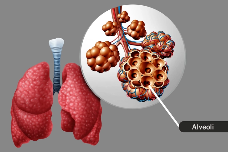 Alveoli