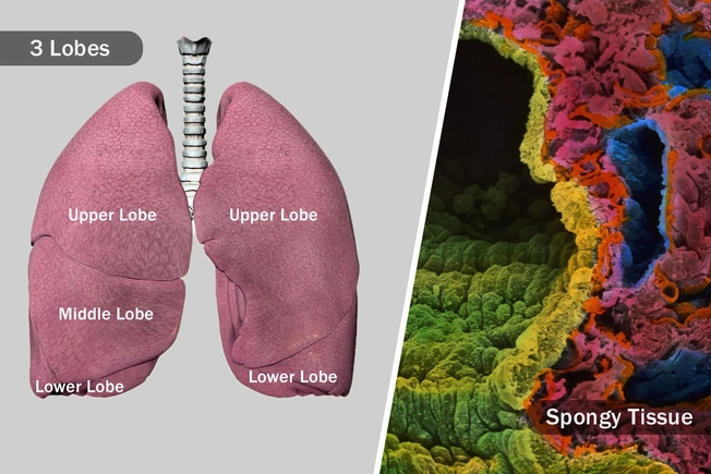 What Are Lungs Made Of?