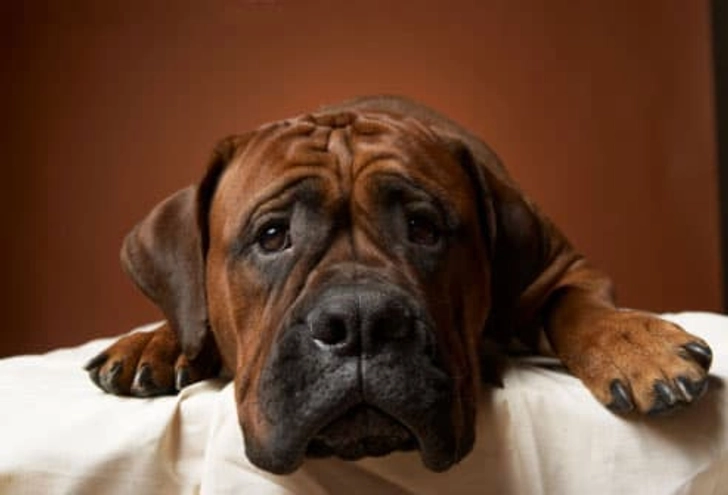 3. Animal Dander