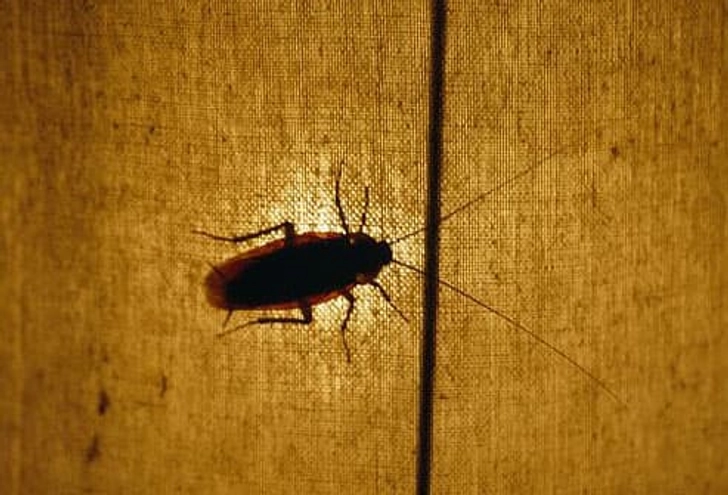 10. Cockroaches