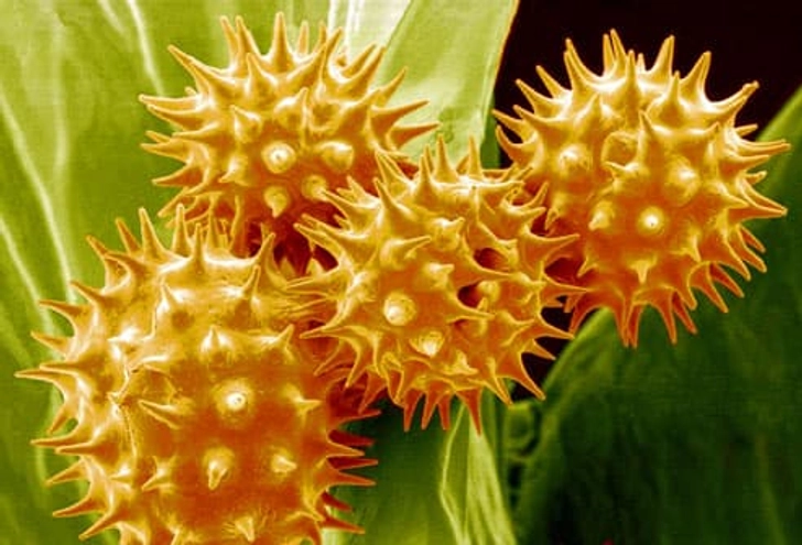 2. Pollen
