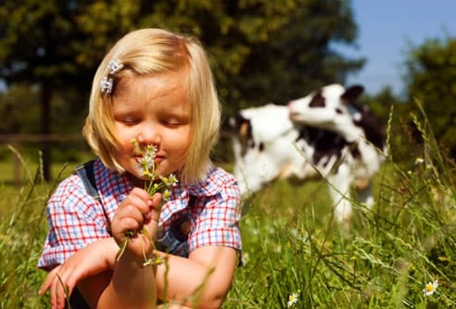 Hay Fever Comes From Hay