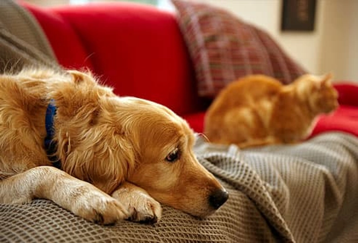 Pet Beds and Shampoos