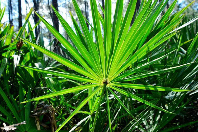 photo of saw palmetto plants