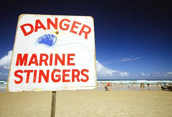 Jellyfish Sting