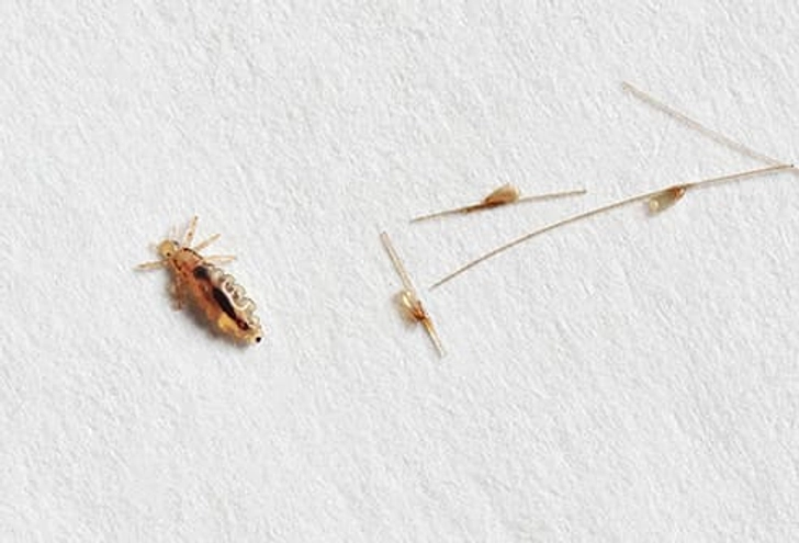 Lice Lice