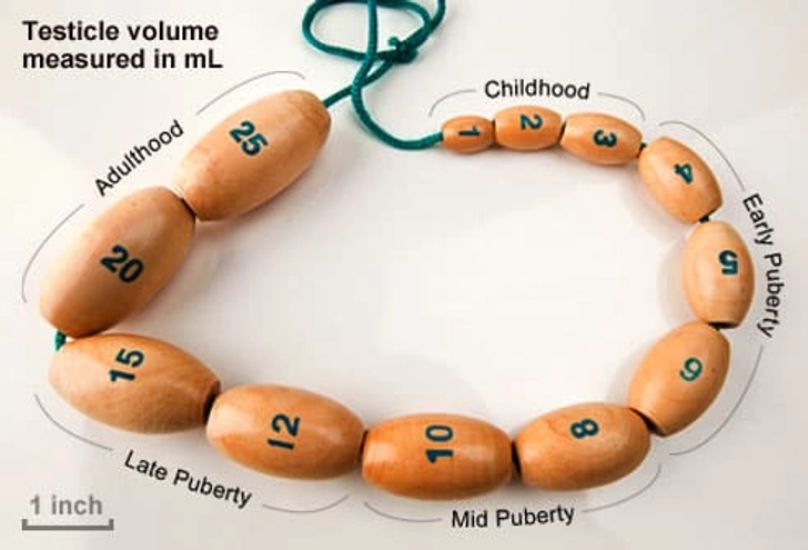 Boys: Genital Changes Boys: Genital Changes