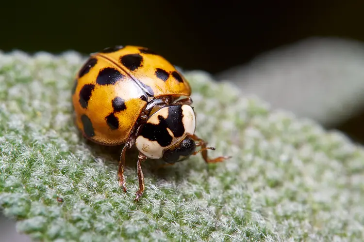 photo of Asian lady beetle