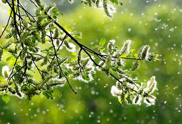 Avoid Pollen