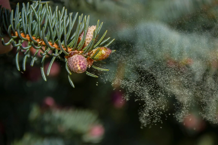 High Pollen Counts