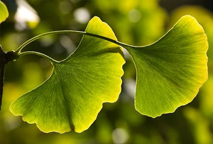 Ginkgo Biloba Ginkgo Biloba